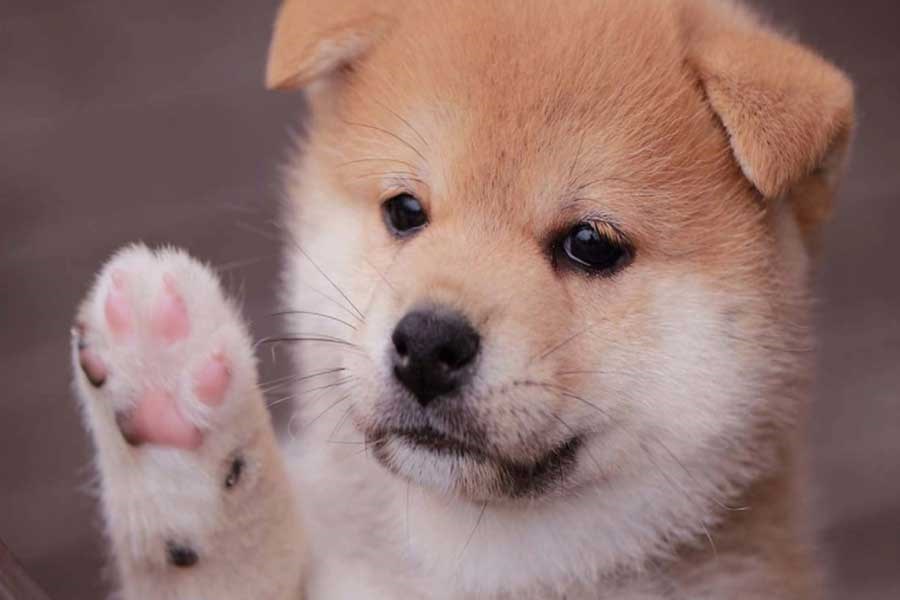 ارز دیجیتال baby doge coin